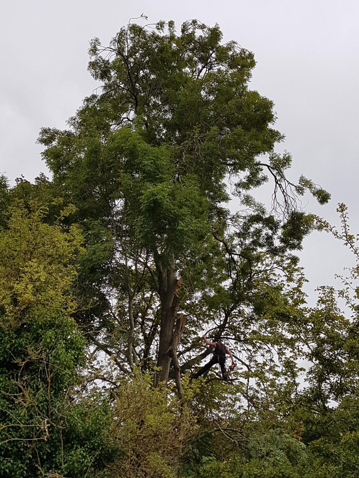 Tree Surgery