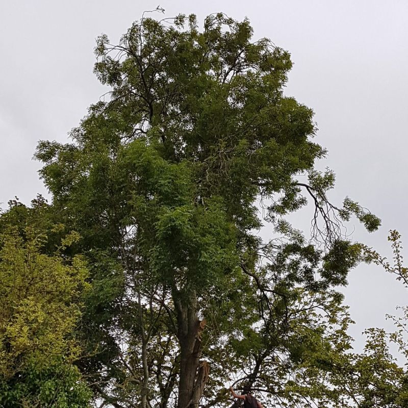 Hedge & Tree Cutting - Kent Landscaping Services Gallery