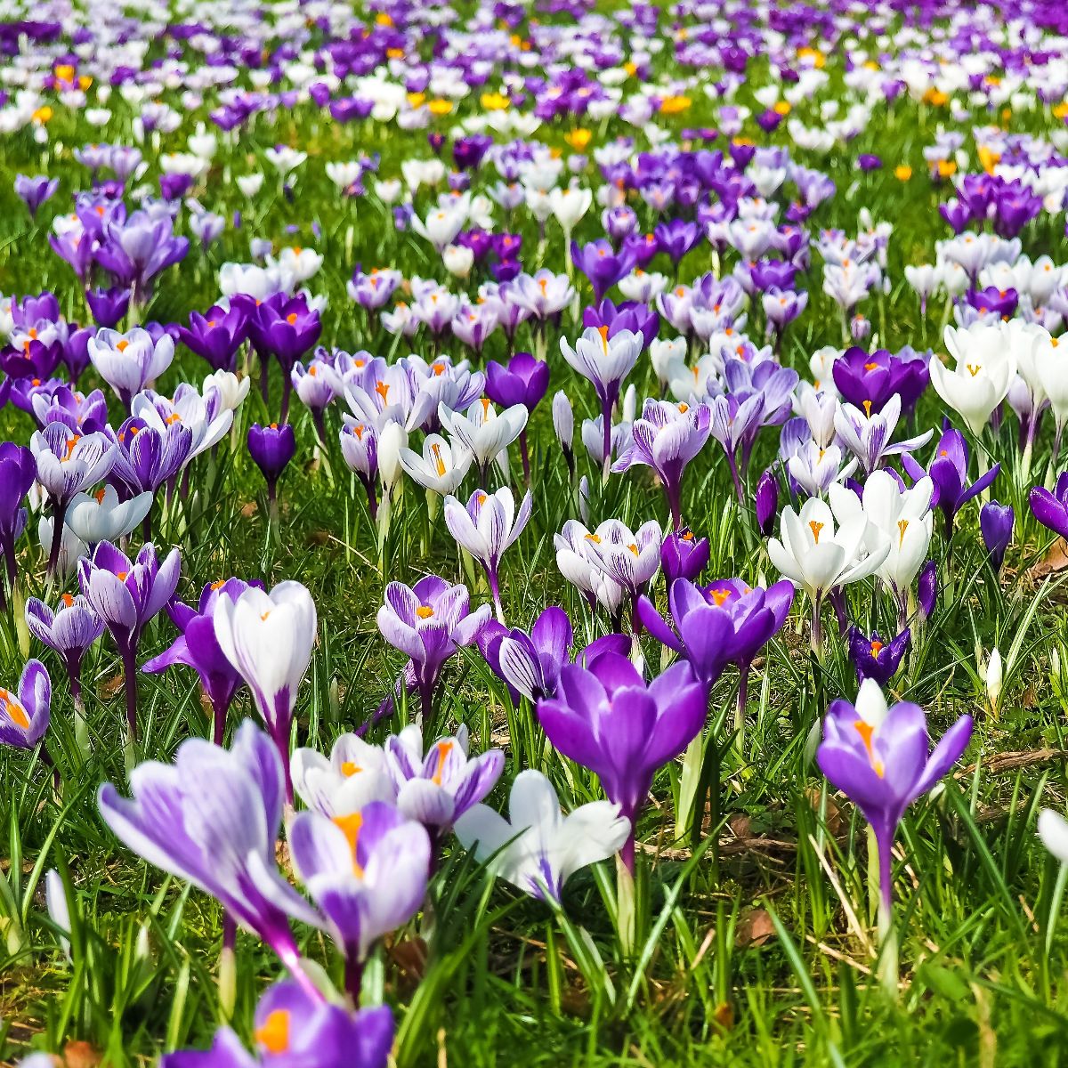 Image representing Spring 2026 Garden Inspiration: Create a Space You’ll Never Want to Leave from Kent Landscaping Services