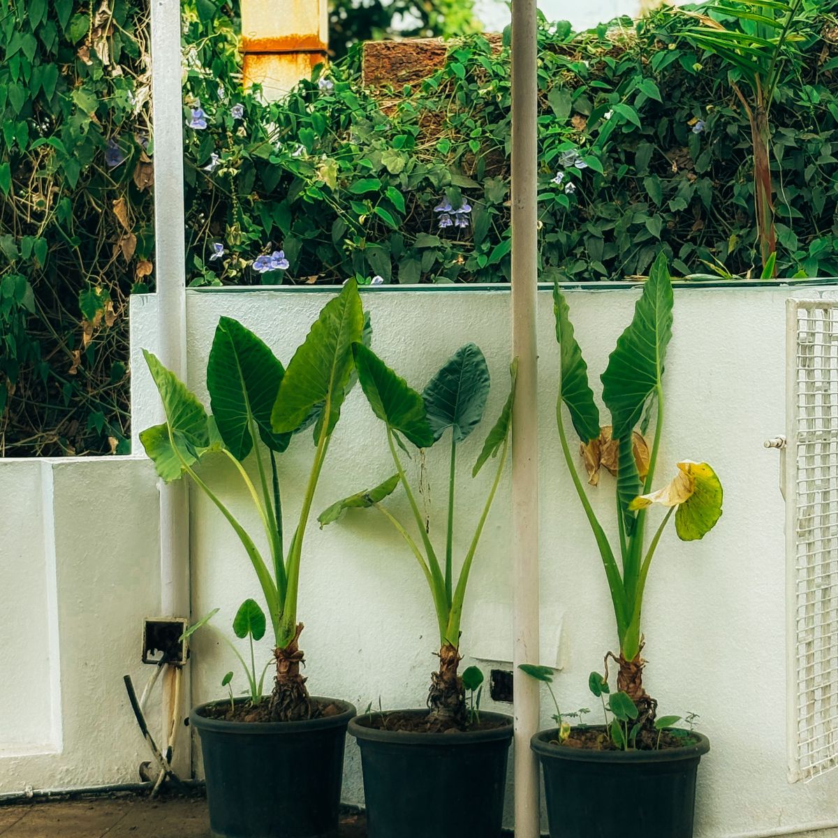 Image representing Is Your Garden Costing You More Than You Think? from Kent Landscaping Services