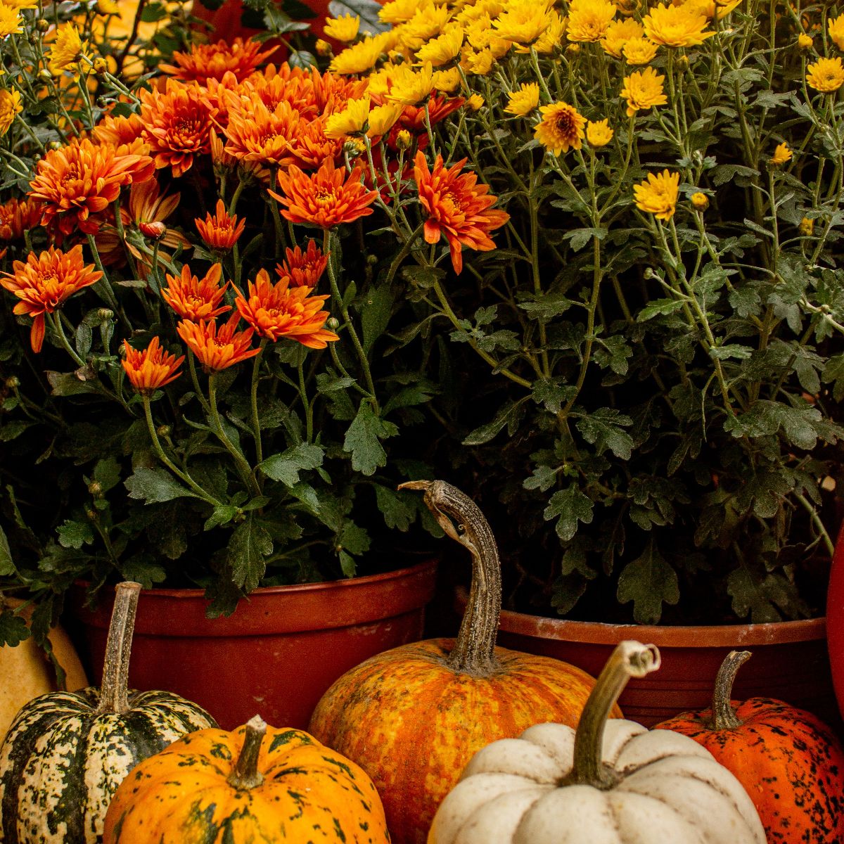 Image representing Prepare Your Garden for Autumn: Jobs Worth Doing Before Winter from Kent Landscaping Services